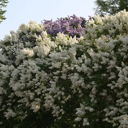 Bed & Breakfast Gaesthem Kronan *